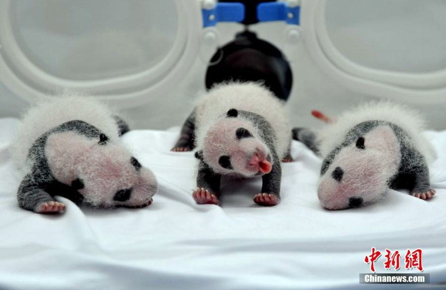 パンダのかわいい双子の赤ちゃん図鑑 中国網 日本語