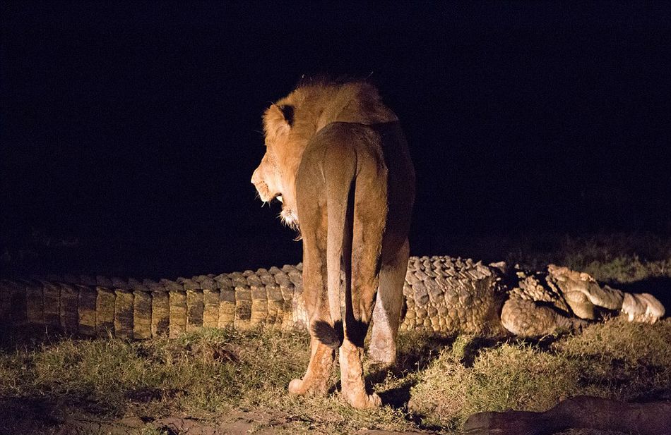 南アフリカのワニ 獲物を奪うためにライオン2頭と激戦 中国網 日本語