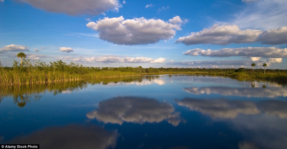 美国：大沼泽地国家公园（Everglades National Park）<br />1992年的安德鲁飓风简直要要了公园的命，再加上人类文明的侵蚀和水量的减少，大沼泽地的水生生灵正在急剧减少。