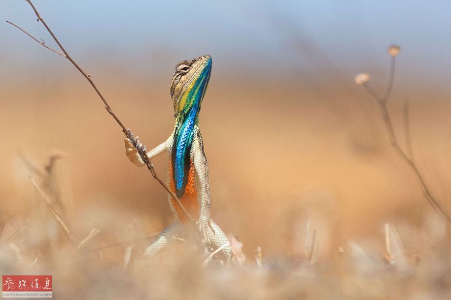 2015野生动物摄影大赛决赛作品