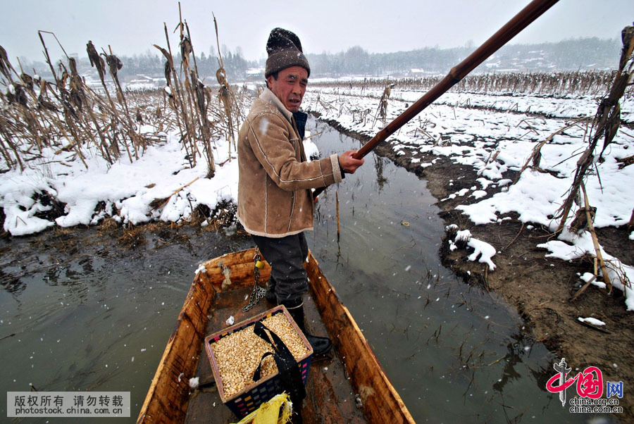  2011年1月的冬天特别冷，长时间的凝冻导致草海变成了“冰海”，鸟类无处觅食，老臧便与儿子臧庆伟一道用铁锹“破冰投食”，确保了越冬候鸟凝冻天气里不挨饿。中国网图片库 杨文斌摄