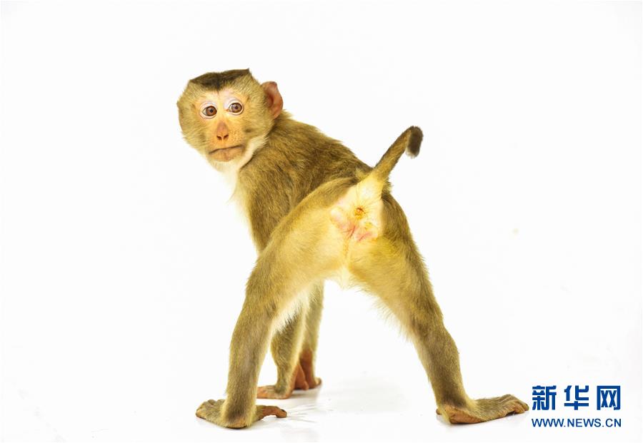 （晚报）（2）镜头中的猴
