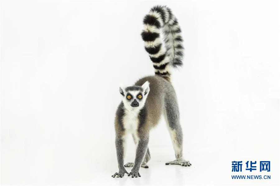 （晚报）（10）镜头中的猴