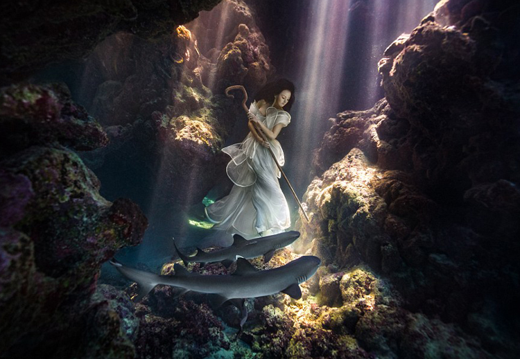 加摄影师水下拍摄美女与鲨鱼和谐共舞