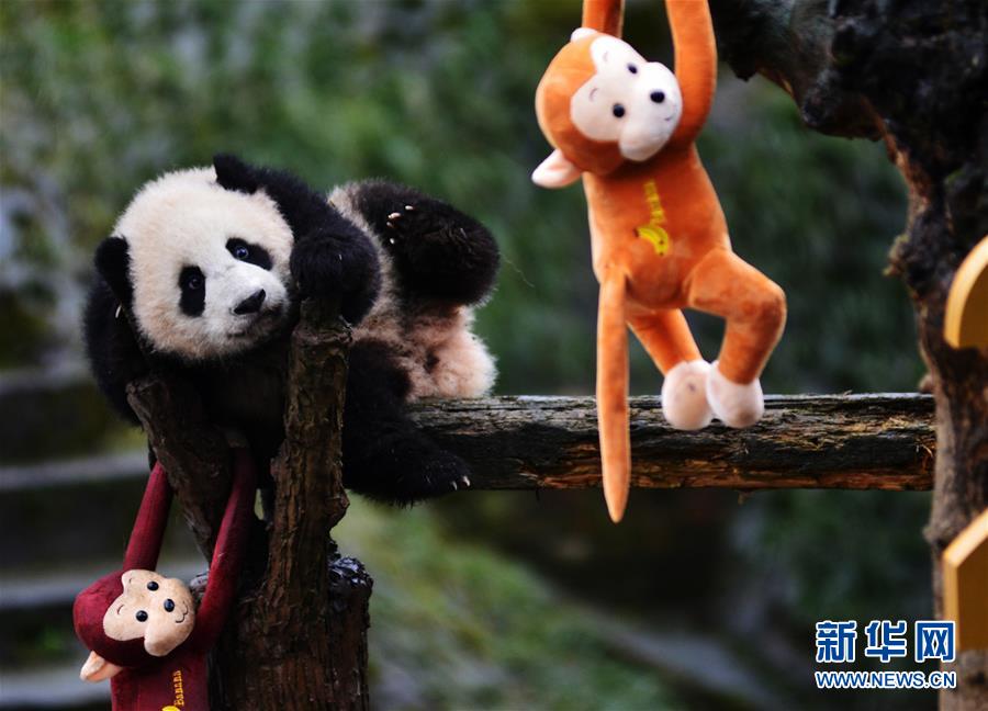 パンダの赤ちゃん かわいい写真が公開 中国網 日本語