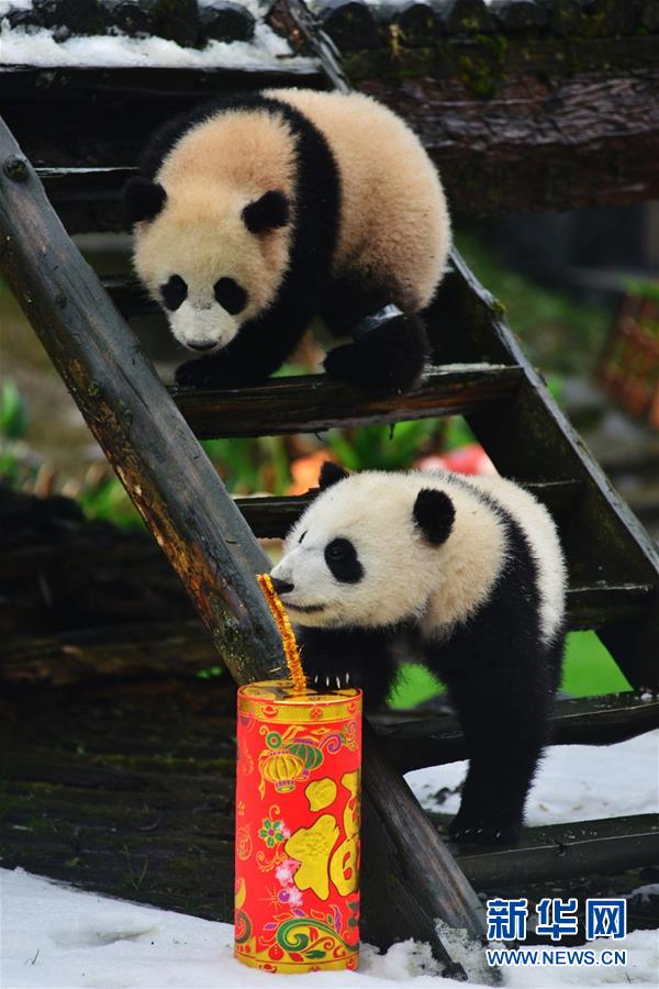 パンダの赤ちゃん かわいい写真が公開 中国網 日本語