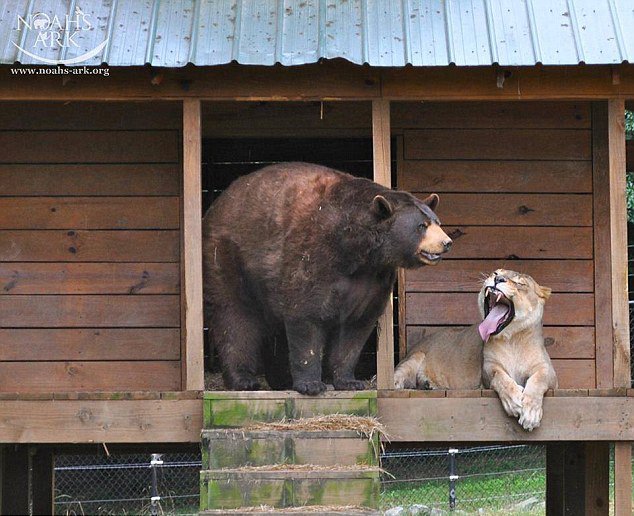 米動物収容所 ライオン トラ クマが友情を築く 中国網 日本語