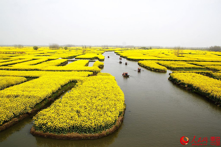 江苏省兴化市　花期：4月 江苏兴化油菜花位于兴化市缸顾乡东旺村，以千岛样式形成的垛田景观享誉全国。每当清明前后，油菜花开，蓝天、碧水、“金岛”织就了“河有万湾多碧水，田无一垛不黄花”的奇丽画。（墨禅/图说中国）