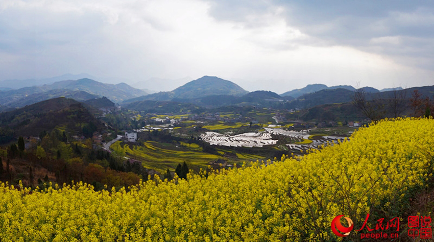 陕西安康汉阴漩涡镇 花期：3月至5月 凤堰古梯田始于清朝间，延绵数十公里，至今已有250多年的历史，大如曲池，小似新月，阡陌纵横若行云流水。从汉阴往漩涡镇方向沿盘山路到山顶，可看到整个山谷里的层层梯田，油菜花或种在梯田，或分布在河谷地段，非常壮观。（水莲花/图说中国）