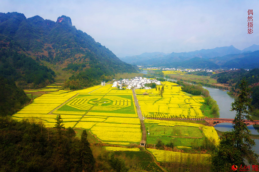 安徽黄山休宁 花期：3月至4月 去年，“太极八卦”图案的油菜花田让人记忆犹新。一个巨型的“太极八卦”图案，在安徽黄山市休宁县齐云山脚下南坑村360多亩盛开金黄的油菜花丛中，层次分明，吸引众多市民和游前来欣赏观光。（偶然/图说中国）