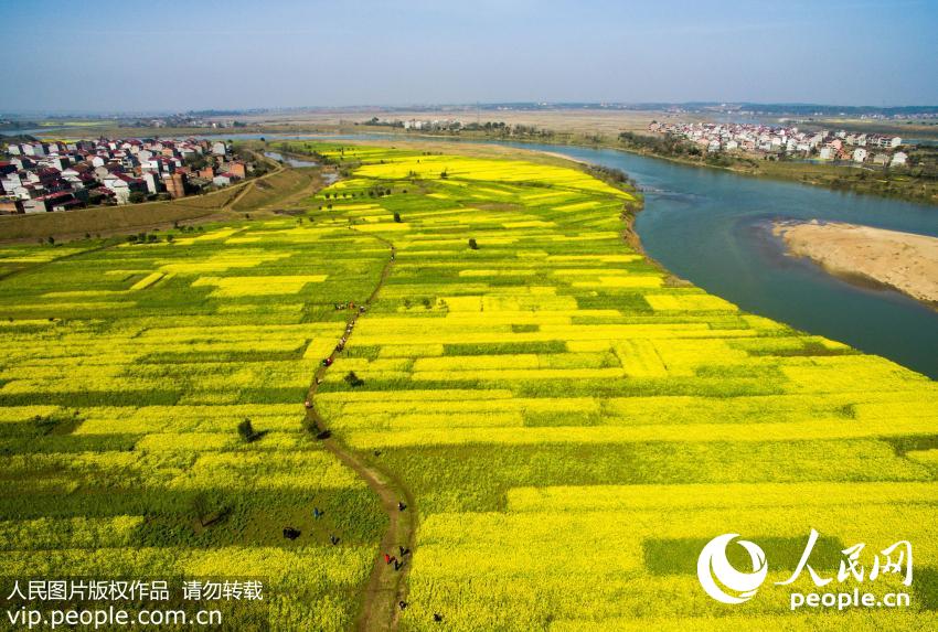 江西新余市新溪乡龙尾洲 花期：2月初至3月 江西新余市新溪乡龙尾洲区域数百亩油菜花竞相开放，金灿灿的油菜花海与蓝天、流水、乡村勾绘出一道美丽的春天景致，吸引众多游客前往踏青赏花，采撷春光。（赵春亮/人民图片）