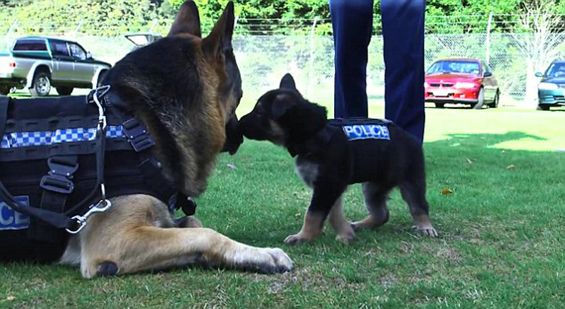 可愛い ニュージーランドの警察犬が新防弾チョッキを試着 中国網 日本語