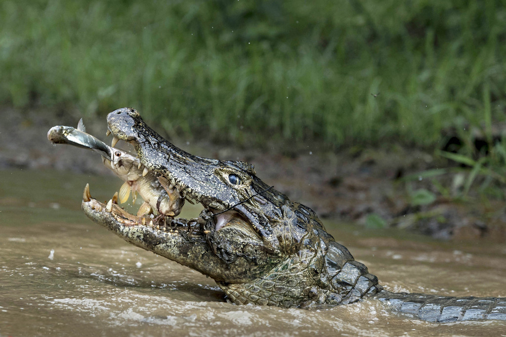 摄影师拍摄巨鳄破水而出吞食猎物 上演一箭双雕
