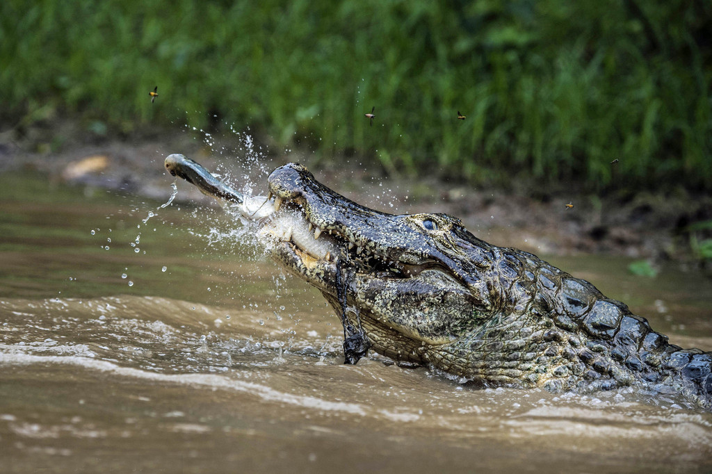 摄影师拍摄巨鳄破水而出吞食猎物 上演一箭双雕【2】