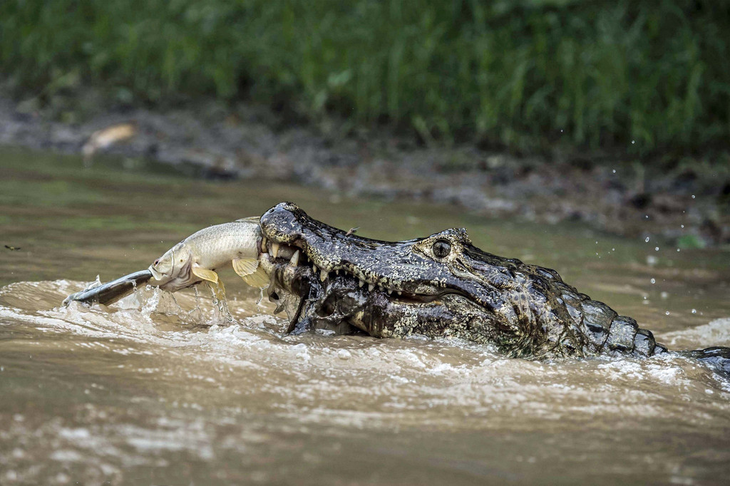 摄影师拍摄巨鳄破水而出吞食猎物 上演一箭双雕【3】