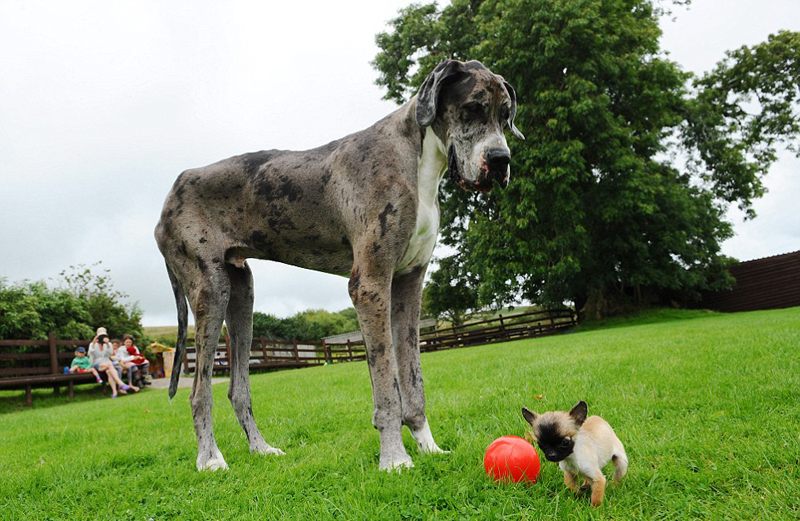 世界一背の高い犬 イギリス最小の犬と対面 中国網 日本語