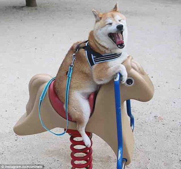 満面の笑みが可愛い！ ブランコで遊ぶ日本の柴犬_中国網_日本語