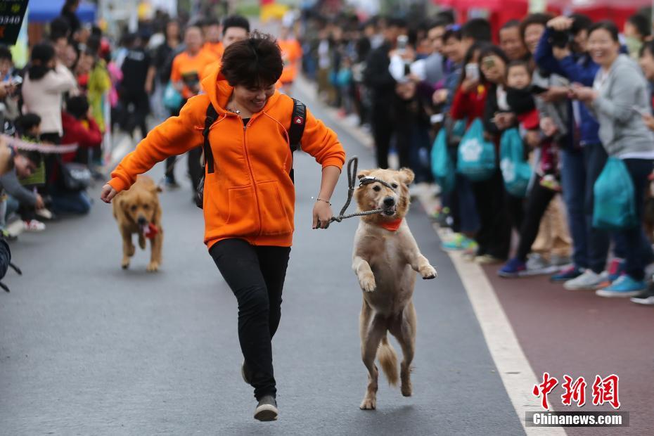 南京でドッグミニマラソン開催 500匹の犬が走る 中国網 日本語