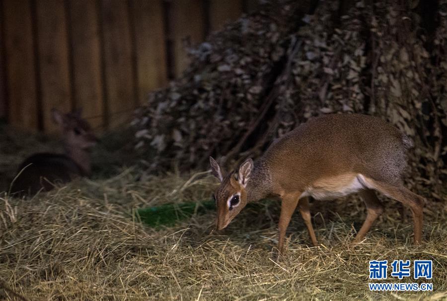 モスクワ動物園に新メンバーが加わる