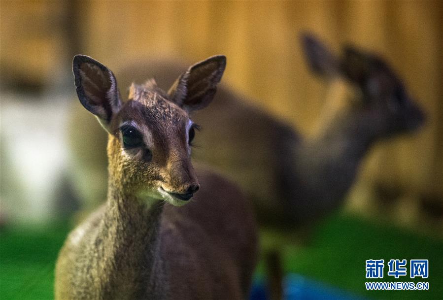 モスクワ動物園に新メンバーが加わる