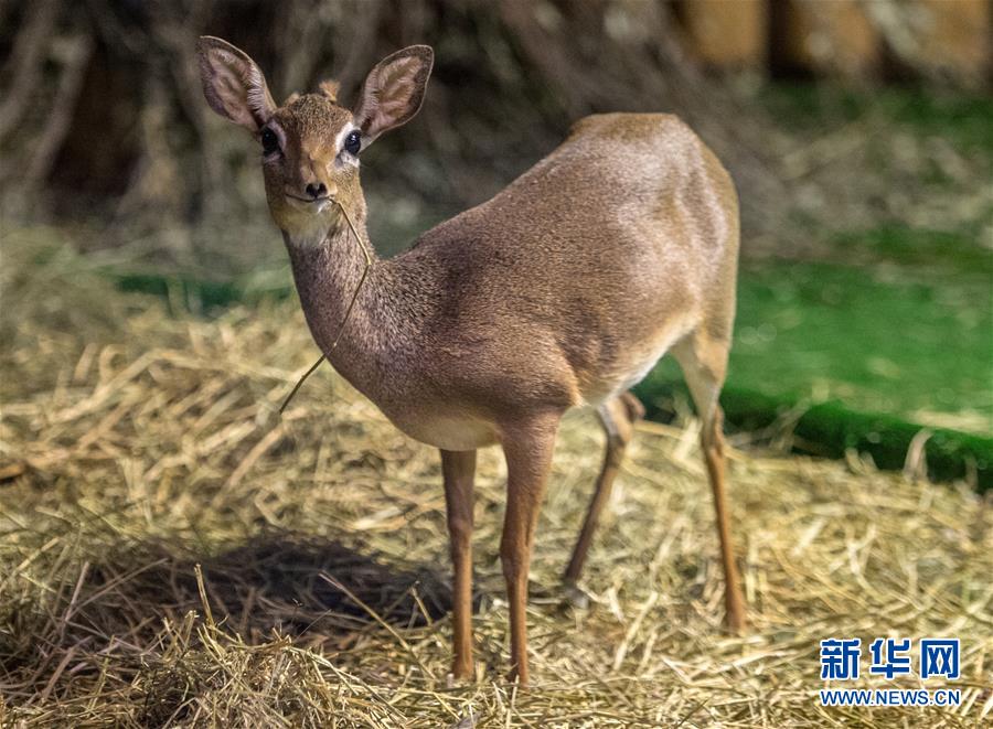 モスクワ動物園に新メンバーが加わる