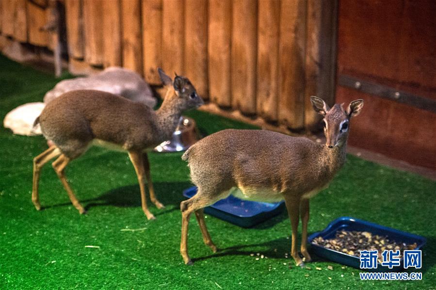 モスクワ動物園に新メンバーが加わる