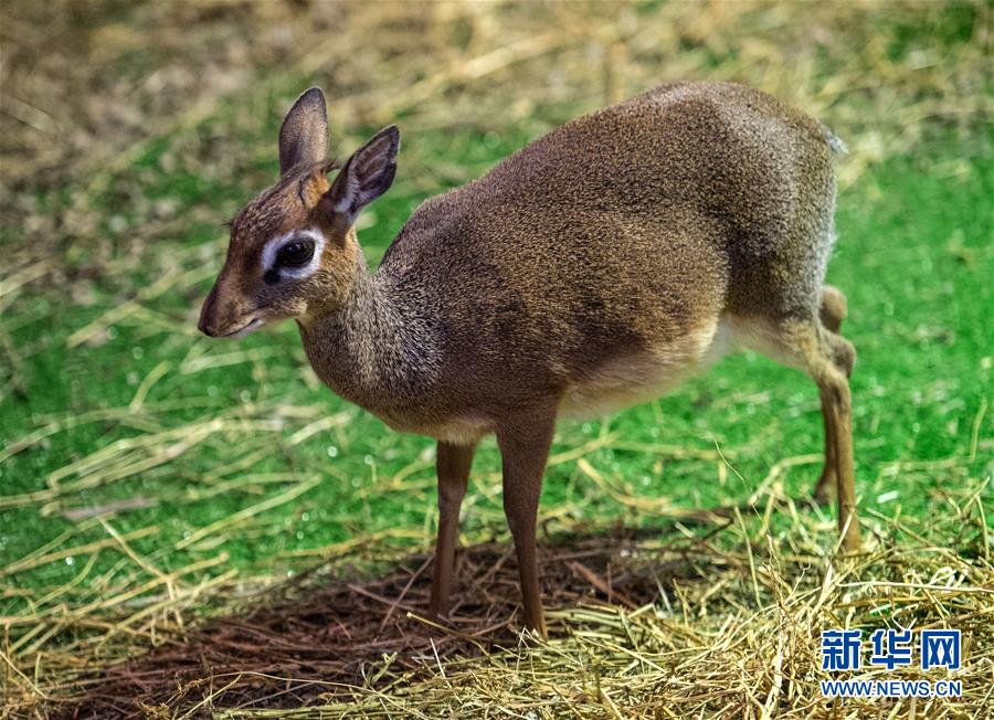 モスクワ動物園に新メンバーが加わる