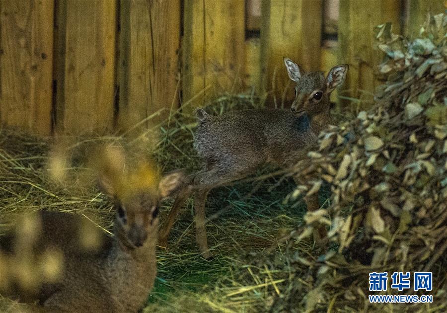 モスクワ動物園に新メンバーが加わる