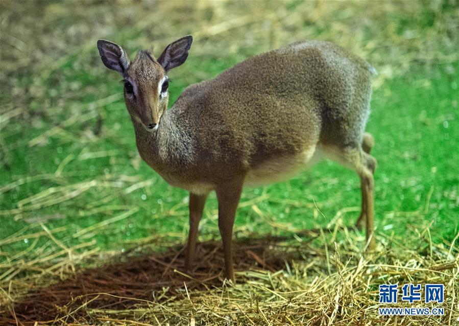 モスクワ動物園に新メンバーが加わる