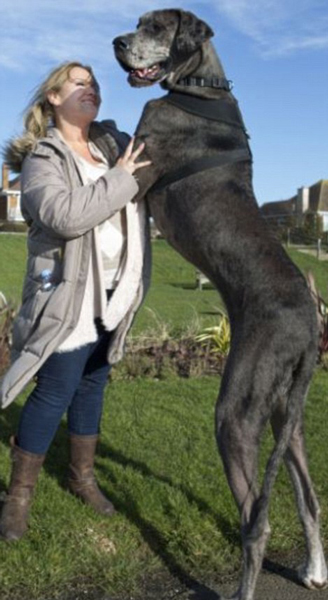 世界一大きい犬 直立時の身長は2メートル以上 中国網 日本語