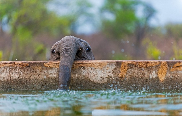 南アフリカの子供のゾウ 池で水を飲むかわいい写真 中国網 日本語