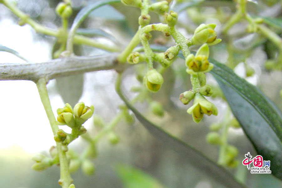 ギリシャの色　アテナイのアクロポリスのパルテノン神殿