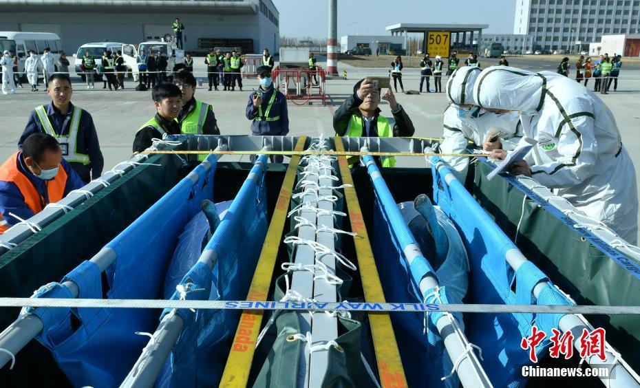 写真は、イルカを検査する職員。 3月6日午後、7頭のハンドウイルカを乗せた貨物機が日本の大阪から石家荘市の空港に無事到着した。海の哺乳動物が専用機で河北省に空輸されたのはこれが初めて。