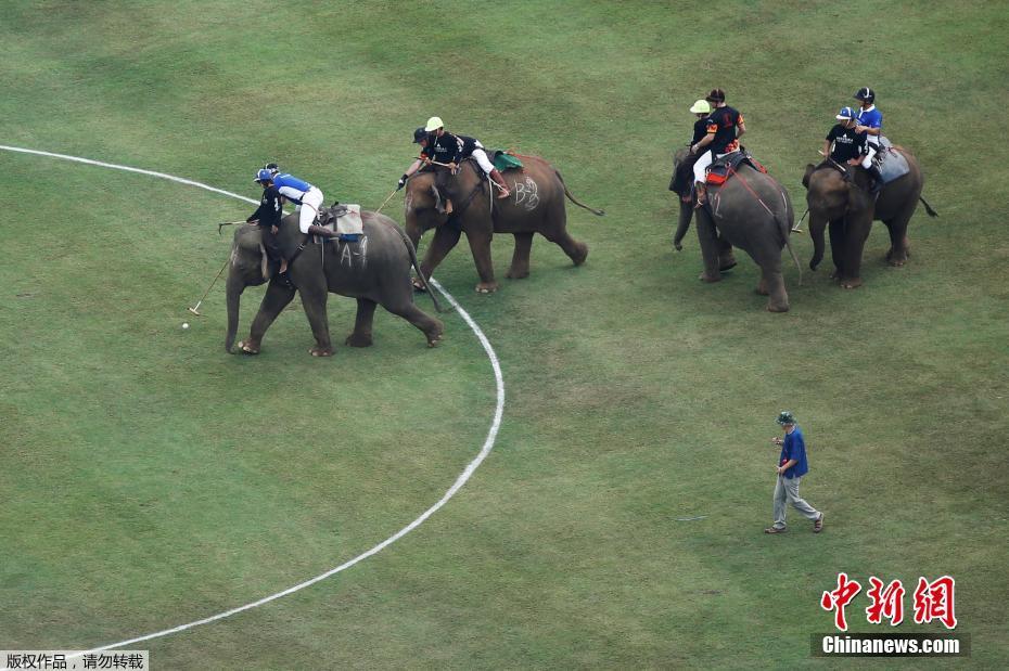 　タイのバンコクで3月9日、ゾウに乗ってプレーする「エレファント・ポロ」大会が行われた。