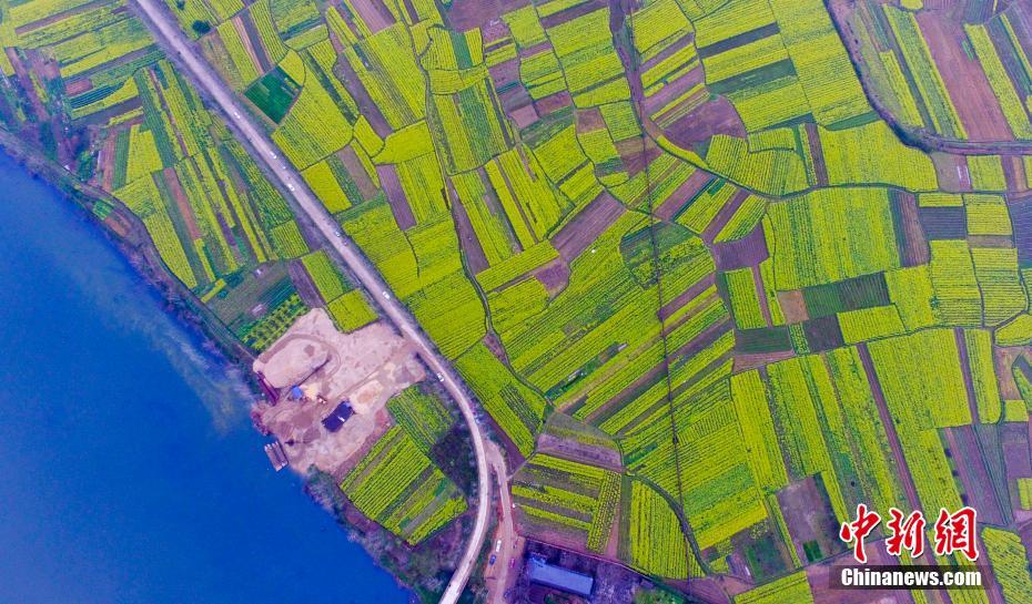 3月11日、空から撮影した江西省新余市劃江村。1000ムーの菜の花畑と東に流れる川が見える。黄金色の花畑は地形に沿って起伏し、村落、大樹、川に引き立てられ、パレットのようである。江南地方の田舎の雰囲気があるこの花畑は、市民のピクニックスポットになっている。
