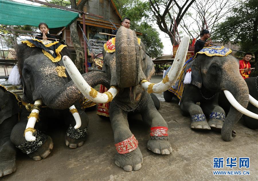3月13日、タイのアユタヤで、「ゾウの日」のイベントに参加したゾウ。同日、タイのアユタヤで「ゾウの日」を祝う様々なイベントが行われた。