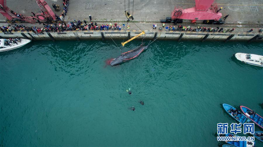 3月15日、海に入りマッコウクジラを固定するダイバー