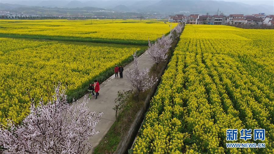 3月19日、勉県の天蕩山の麓にある広大な菜の花畑を眺める観光客。暖かくなり、むかし三国古戦場だった陝西省の勉県の天蕩山の麓で梅の花、梨の花、15万ムーにわたる菜の花が争うように咲き、「車が風景の中を行き、人が絵の中を歩く」という光景が見られた。