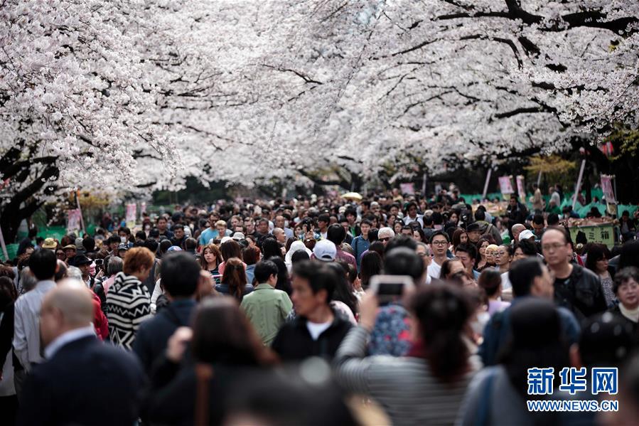 東京、また桜の満開シーズンを迎える