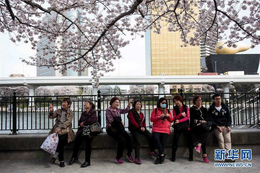 東京、また桜の満開シーズンを迎える