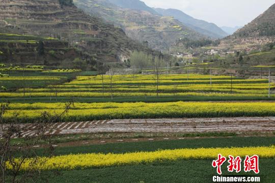 甘粛省、花々が満開に