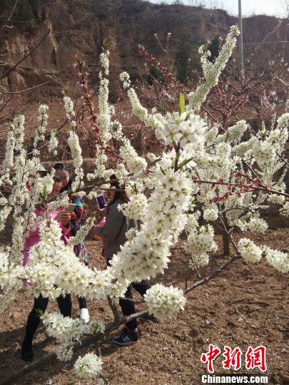 甘粛省、花々が満開に