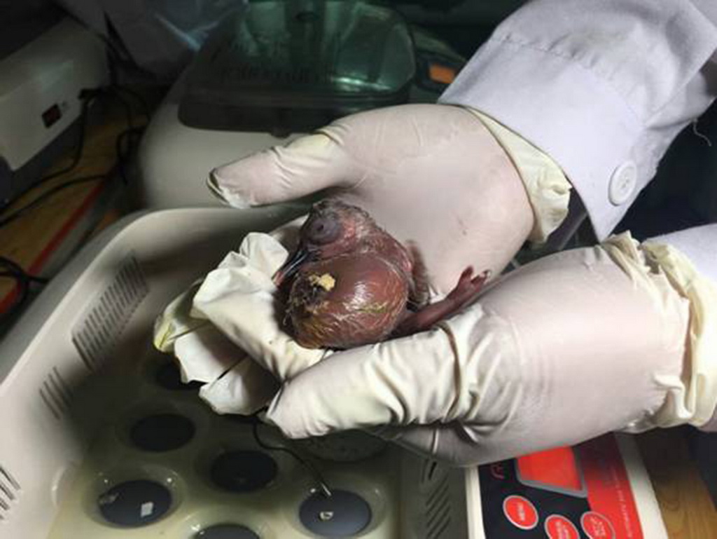 刚刚孵化出的小朱鹮（4月18日摄）。新华社记者吕庆福摄