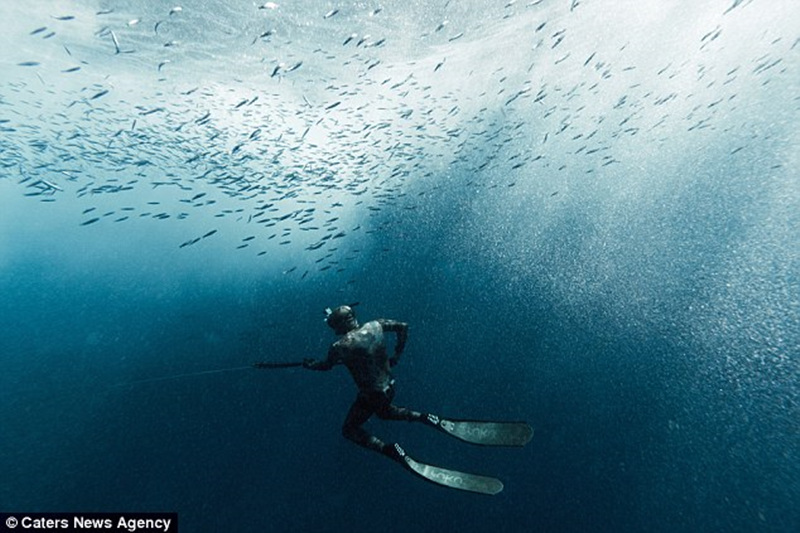 捕鱼者可以在水下屏住呼吸长达两分钟，而且可以下潜25米。
