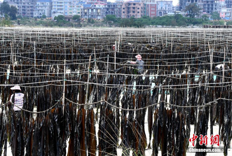 福建省ホ田市 昆布干しの風景が壮観 中国網 日本語