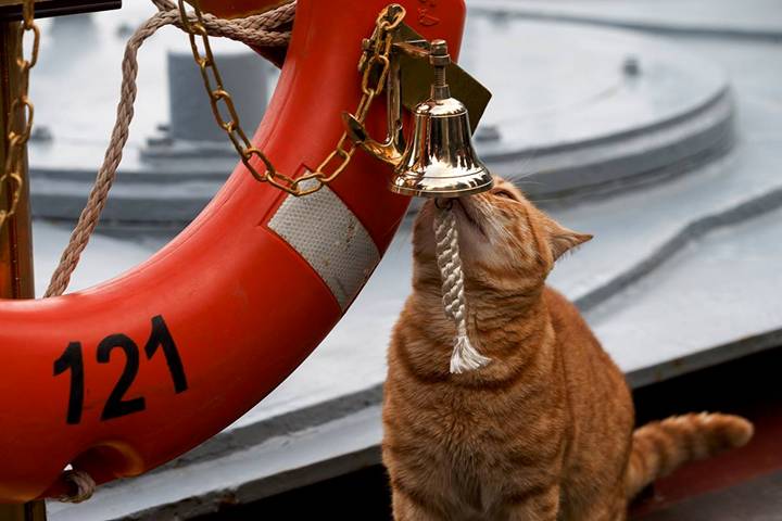 ロシア海軍のミサイル巡洋艦 かわいらしい猫の姿も 中国網 日本語