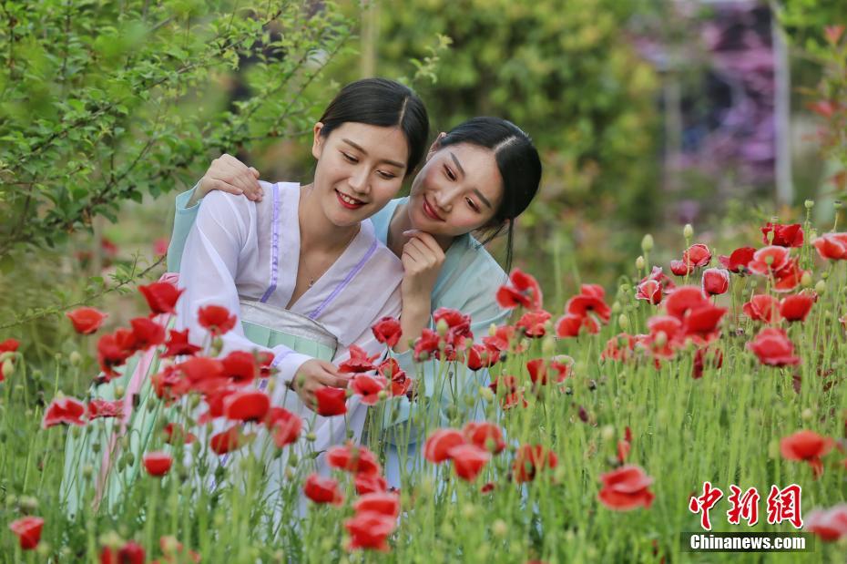 5月8日、鄭州市の古代衣装が好きな女子大生7人は「仙女」の格好で黄河のほとりを歩き、「タイムスリップ」で大学時代の最後の青春を楽しんだ。