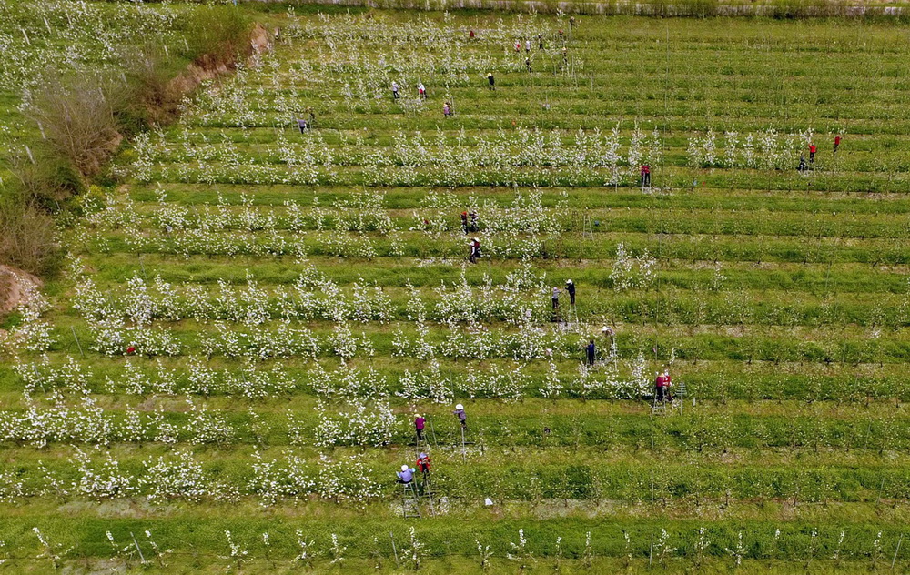 这是航拍的陕西杨凌中哈苹果友谊园（4月14日摄）。现代的种植技术，机械化的作业，使得杨凌的苹果每亩产量高出哈萨克斯坦1000-2000斤。2013年以来，哈萨克斯坦多次组织代表团来这片果园学习，并于2014年在哈萨克斯坦建成了依靠中方技术支持的苹果示范园。新华社记者 才扬 摄