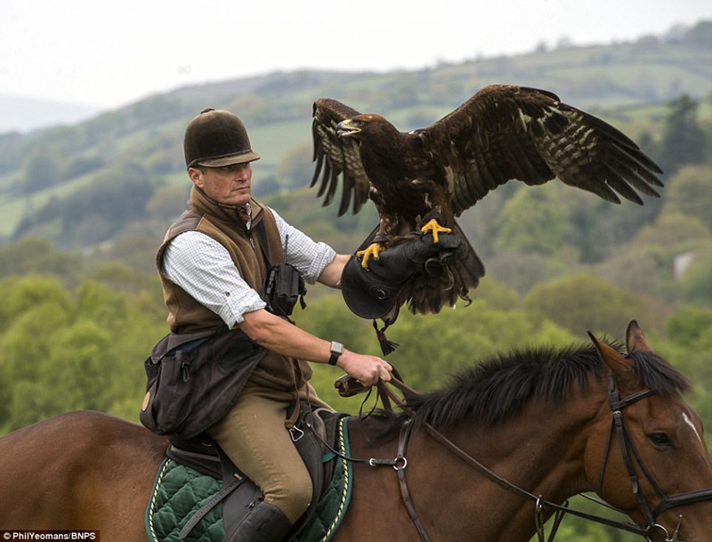 4000年前の狩猟、英国立公園で楽しむ鷹狩