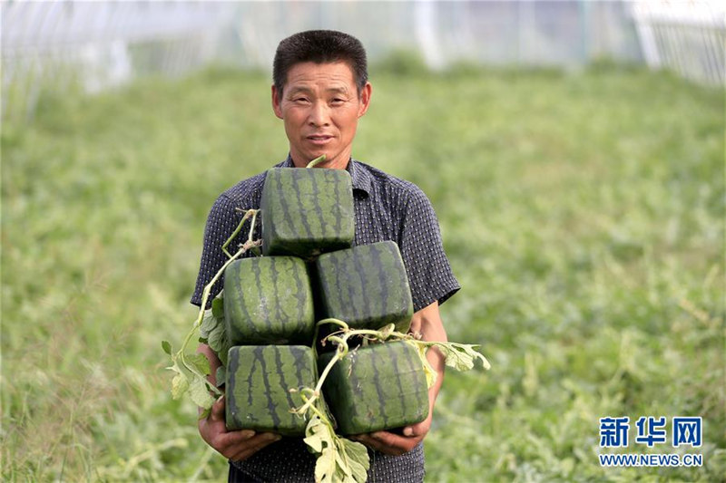 四角いスイカが収穫期迎える　江蘇省